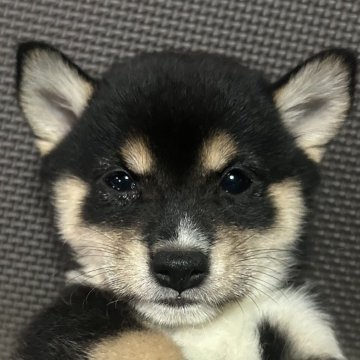 柴犬(豆柴)【福岡県・女の子・2024年7月20日・黒】の写真「可愛いお顔の小柄な黒毛の女の子」