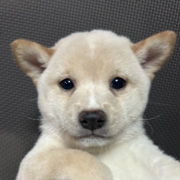 柴犬(豆柴)【福岡県・男の子・2024年7月14日・白】の写真「おとなしい白毛の男の子」