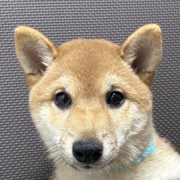 柴犬(豆柴)【福岡県・男の子・2022年11月28日・赤】の写真「綺麗な赤毛の可愛いお顔の男の子」