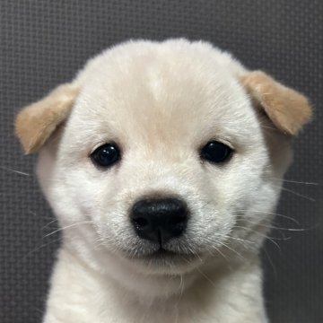 柴犬(豆柴)【福岡県・男の子・2024年7月14日・白】の写真「元気な白毛の男の子」