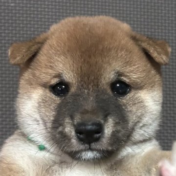 柴犬(豆柴)【福岡県・男の子・2023年7月31日・赤】の写真「可愛いお顔の赤毛の男の子」