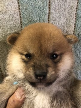 柴犬(豆柴)【福岡県・男の子・2019年12月31日・赤】の写真「クリクリお目目の元気な男の子」