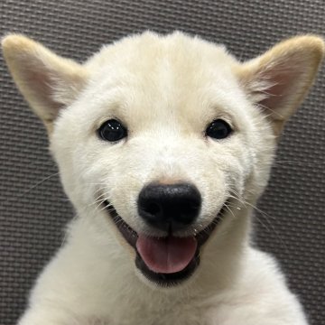 柴犬(豆柴)【福岡県・男の子・2024年7月4日・白】の写真「人懐っこい元気な男の子」