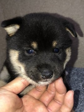 柴犬(豆柴)【福岡県・女の子・2020年4月7日・黒】の写真「コロコロの黒柴の女の子」