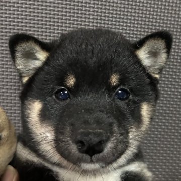 柴犬(豆柴)【福岡県・男の子・2023年2月6日・黒】の写真「クリクリお目目の元気な男の子」