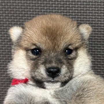 柴犬(豆柴)【福岡県・女の子・2023年8月8日・赤】の写真「可愛いお顔の赤毛の女の子」