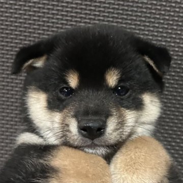 柴犬(豆柴)【福岡県・男の子・2023年4月10日・黒】の写真「可愛いお顔の男の子」