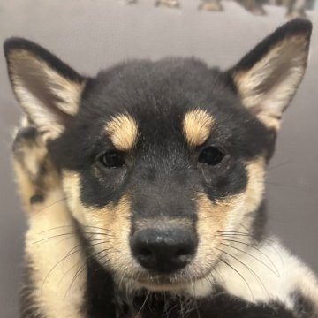 柴犬(豆柴)【福岡県・男の子・2024年7月20日・黒】の写真「可愛いお顔の黒毛の男の子」