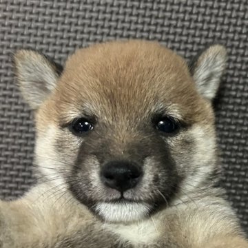 柴犬(豆柴)【福岡県・女の子・2024年7月12日・赤】の写真「小柄で元気な赤毛の女の子」