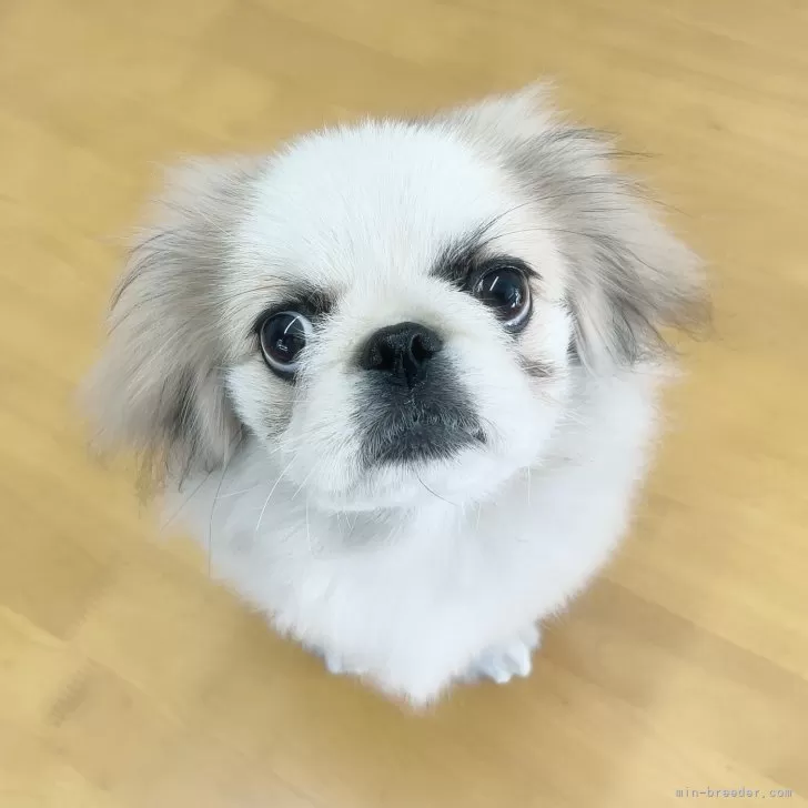 R.Sまかめ 様のお迎えした子犬