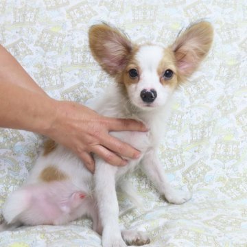 パピヨン【千葉県・男の子・2024年7月16日・ホワイト&レッドセーブル】の写真「日本で一番歴史のあるパピヨンブリーダー」