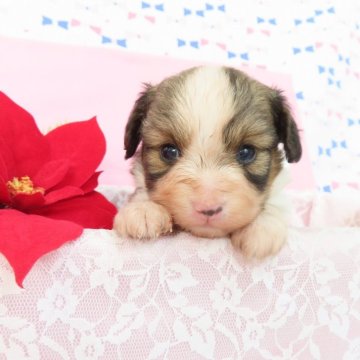 パピヨン【千葉県・男の子・2024年11月4日・ホワイト&レッドセーブル】の写真「日本で一番歴史のあるパピヨンブリーダー」