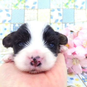 パピヨン【千葉県・男の子・2025年2月19日・トライカラー】の写真「日本で一番歴史のあるパピヨンブリーダー」