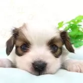 パピヨン