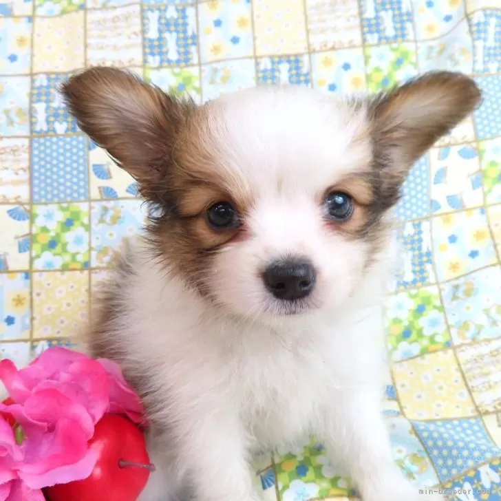 ネオネオ 様のお迎えした子犬