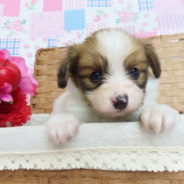 パピヨン【千葉県・男の子・2024年2月28日・ホワイト&レッドセーブル】の写真「日本で一番歴史のあるパピヨンブリーダー」