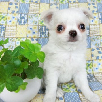 チワワ(ロング)【千葉県・男の子・2023年3月11日・ホワイト&フォーン】の写真「良血統の上可愛いチワワ」