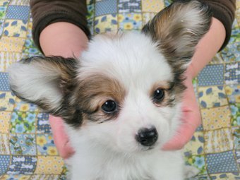 パピヨン【千葉県・男の子・2015年2月20日・白茶(ホワイト&レッドセーブル)】の写真「日本で一番歴史のあるパピヨンブリーダー」