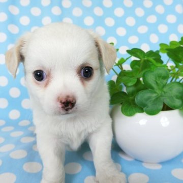 チワワ(ロング)【千葉県・女の子・2023年3月11日・ホワイト&フォーン】の写真「良血統の上可愛いチワワ」