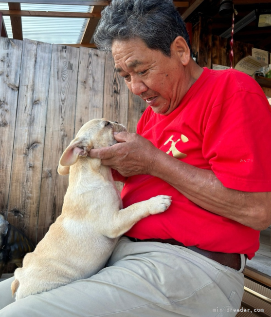 冷暖房完備・湿度室温管理の徹底した犬舎、のびのびと暮らしています！｜本間　一夫(ほんま　かずお)ブリーダー(茨城県・パグなど・JKC登録)の紹介写真1