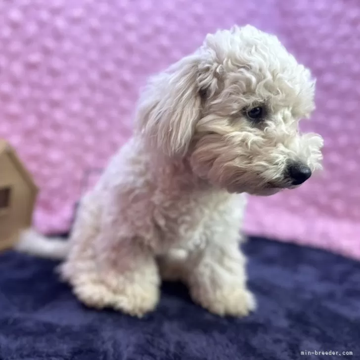 まかろん 様のお迎えした子犬