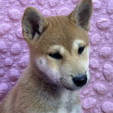 柴犬(標準サイズ)【茨城県・女の子・2024年9月18日・茶】の写真「豆柴(母)、胸白、体茶、両親共に遺伝子検査クリア　」