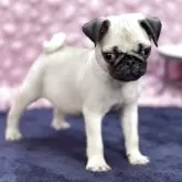 パグ