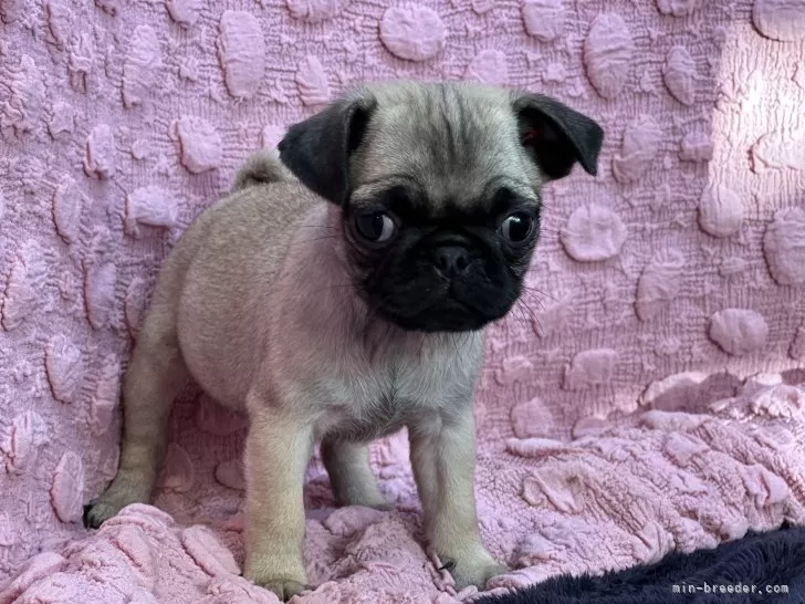 Soft bed msk-07 | Pug shower - パグシャワー パグ雑貨専門店