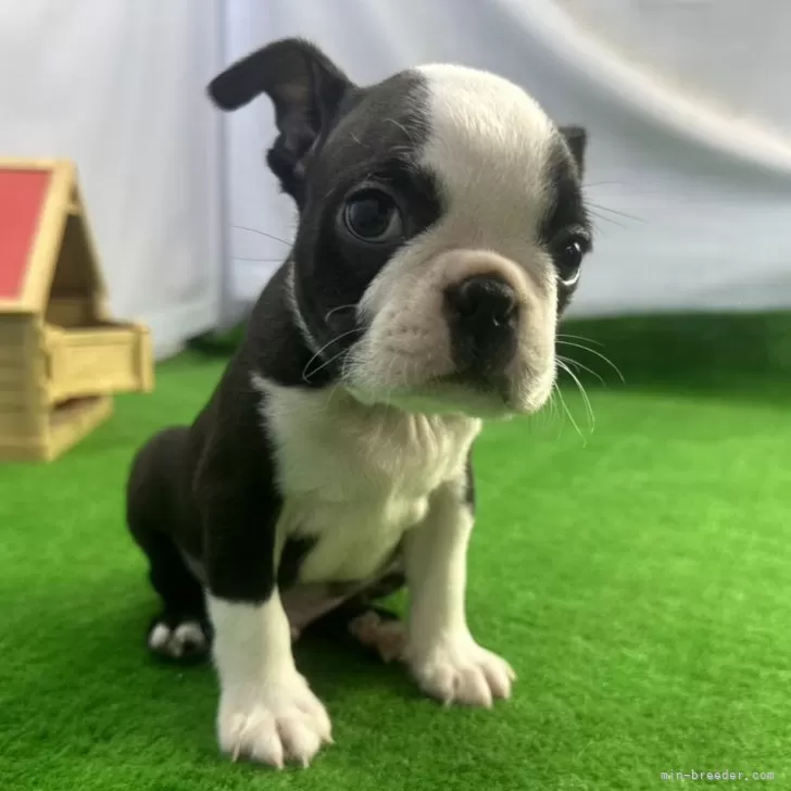 みー 様のお迎えした子犬