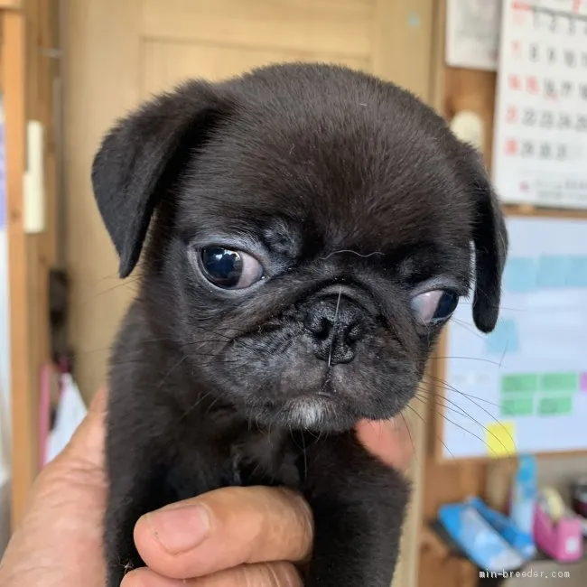 パグ【茨城県・女の子・2019年4月23日・ブラック】の写真1「6/19撮影」