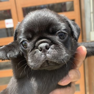 パグ【茨城県・女の子・2019年5月22日・ブラック】の写真「小麦ママから生まれたブラックのもう1匹の女の子☆」