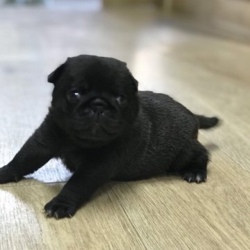 パグ【茨城県・女の子・2018年9月10日・ブラック】の写真「可愛いブラックパグの女の子☆」