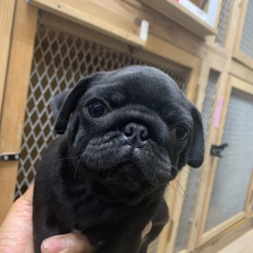 パグ【茨城県・男の子・2019年5月2日・ブラック】の写真「真希ママから生まれた黒パグの男の子☆」