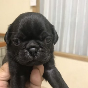 パグ【茨城県・男の子・2018年10月17日・ブラック】の写真「可愛い黒パグの男の子★」