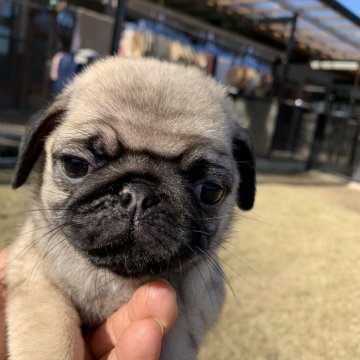 パグ【茨城県・男の子・2019年10月13日・フォーン】の写真「花ママから生まれたフォーンの3匹目の男の子☆」