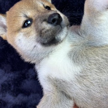 柴犬(標準サイズ)【茨城県・女の子・2024年9月18日・茶】の写真「豆柴(母)、胸白い、両親共に遺伝子検査クリア　」