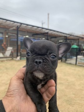 フレンチブルドッグ【茨城県・男の子・2019年2月2日・ブリンドル】の写真「超小型のお人形みたいなブリンドルの男の子★」