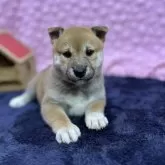 柴犬(標準サイズ)【茨城県・女の子・2024年9月18日・赤茶色】の写真4「10/25の姿、小虎みたいな座り方に、ズキュン」