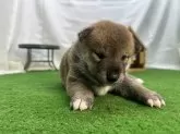 柴犬(標準サイズ)【茨城県・男の子・2024年9月18日・黒めの茶】の写真5「小さい時」