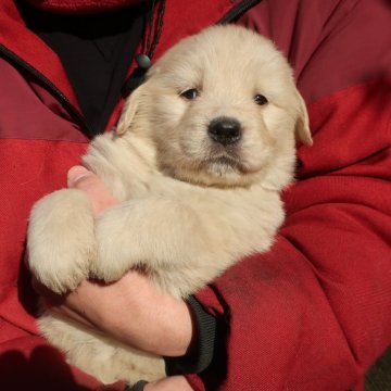 ゴールデンレトリバー【岡山県・男の子・2025年1月18日・クリーム】の写真「ホワイトに近い上品な毛色。」