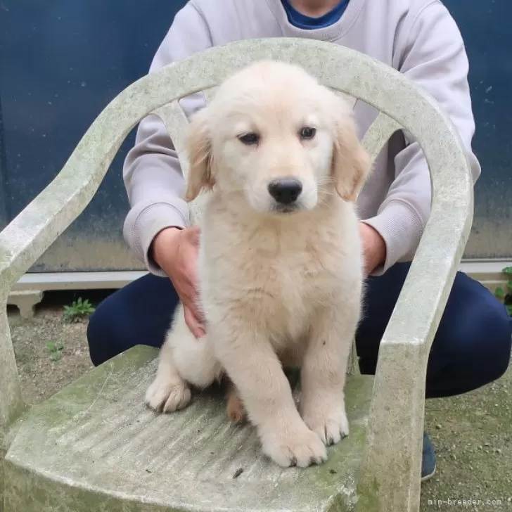 Y.S 様のお迎えした子犬