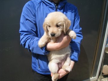 ゴールデンレトリバー【岡山県・女の子・2018年3月11日・クリーム】の写真「とても可愛い白いお姫様」