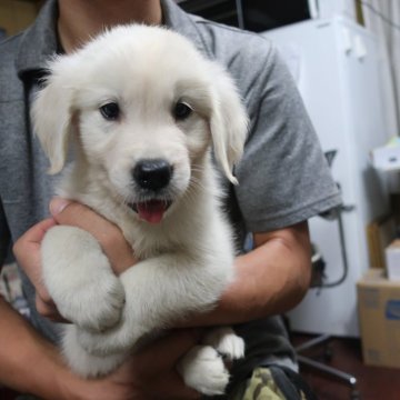 ゴールデンレトリバー【岡山県・男の子・2024年7月15日・クリーム】の写真「ホワイトに近い綺麗な毛色。」