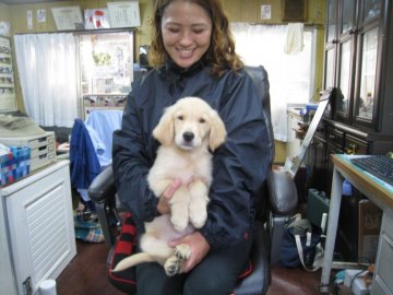 ゴールデンレトリバー【岡山県・男の子・2019年6月13日・ゴールデン】の写真「両親とも血統優秀。」