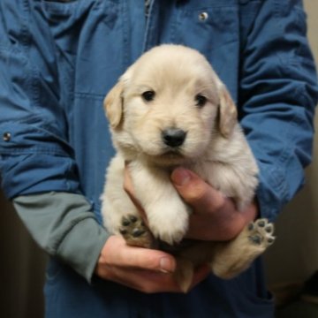 ゴールデンレトリバー【岡山県・女の子・2022年12月4日・クリーム】の写真「とても温和な両親から産まれました。」