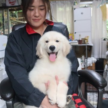 ゴールデンレトリバー【岡山県・男の子・2024年2月15日・クリーム】の写真「ホワイトに近い上品な毛色。」