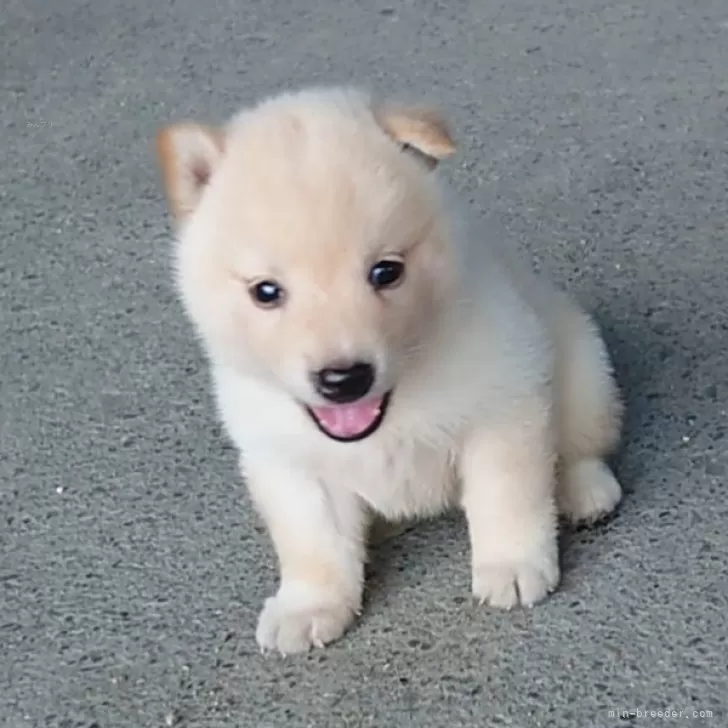 しおぽん 様のお迎えした子犬