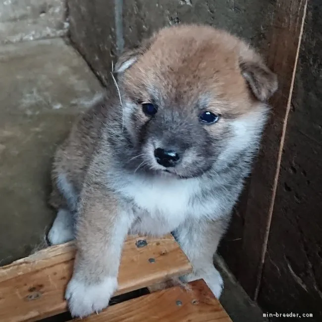 豆柴【徳島県・男の子・2019年5月6日・赤色】の写真1「6/10撮影」