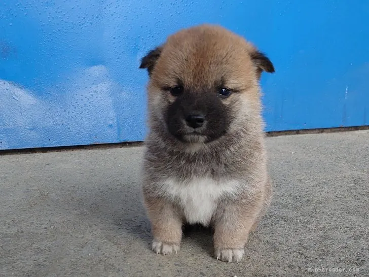 すだち 様のお迎えした子犬