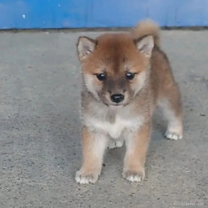 あすか 様のお迎えした子犬